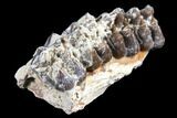 Oreodont (Merycoidodon) Jaw Section - South Dakota #128140-1